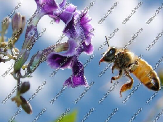 Easy Watermark Studio Pro